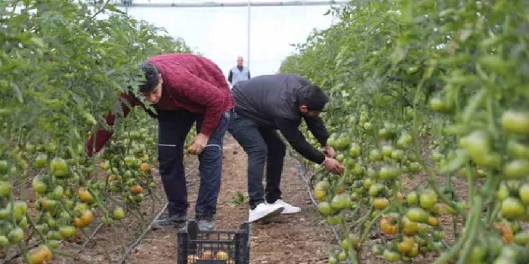 Köylerinde kurdukları sera gelir kapıları oldu! Herkes “Burada olmaz” dese de sezonda 400 bin TL kazanç sağlayacak 1
